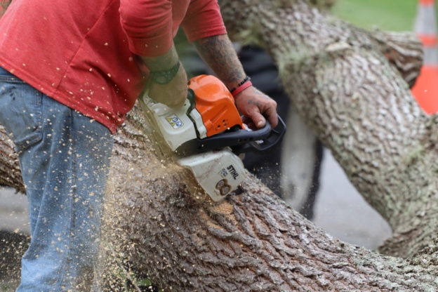 saw cutting tree
