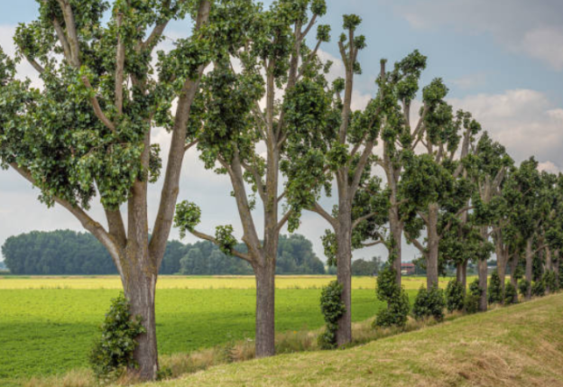 Trees